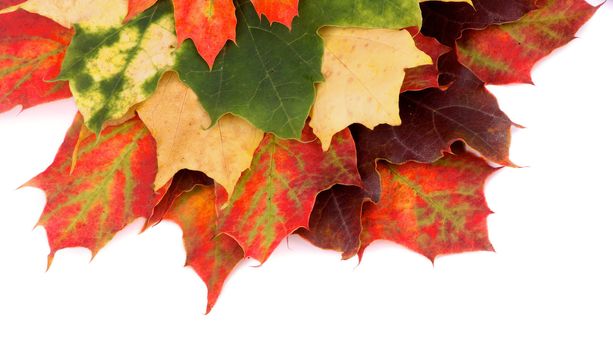 Frame of Multi Colored Autumn Maple Leaf isolated on white background