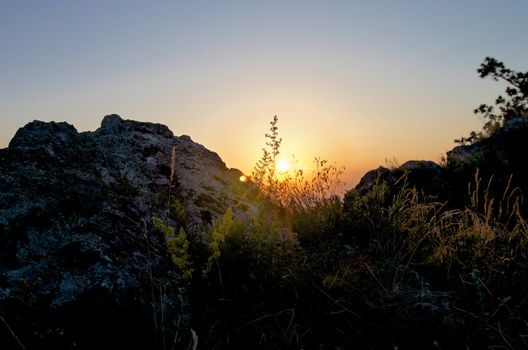 Sunrise Silhouetting Plant and Grasses near Elbrus Mountains  Outdoors