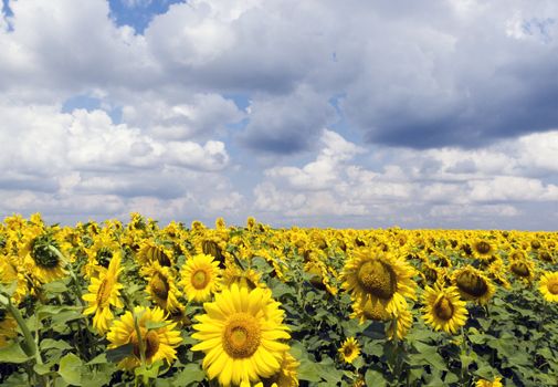 Sunflower (Helianthus annuus) field,  fluffy clouds on background, Ukraine