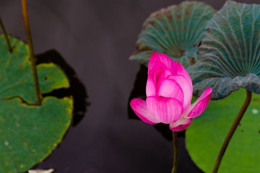 Lotus flower in pond surrounded by lilies