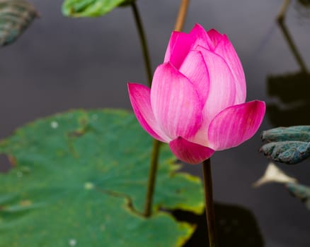 Lotus flower in pond surrounded by lilies