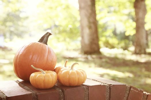 Pumpkins and squashes with an shinning autumn garden backdrop