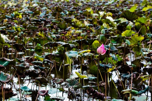 Lotus flower in pond surrounded by lilies