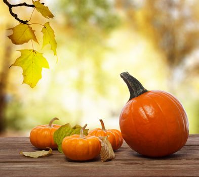 Pumpkins and squashes on rustic wooden boards with an shinning autumn backdrop