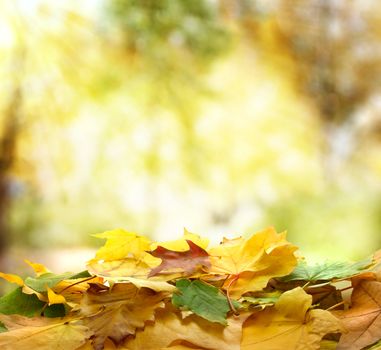 Colorful autumn leaves in forest with sunshine