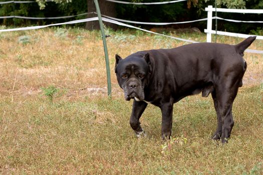 italian cane corso