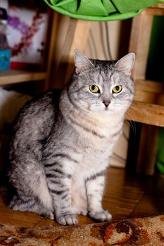 A sitting grey tabby cat
