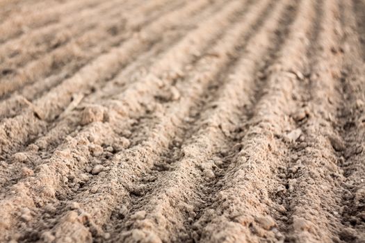 Background of newly plowed field ready for new crops. Ploughed field in autumn. Close focus farm, agricultural background