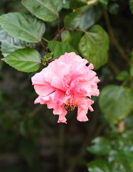 pink hibiscus flower in plant