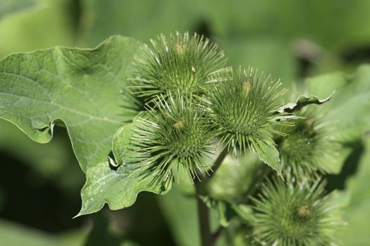 A blooming lesser burdock (Arctium minus) plant with burs on full display.  Shot in Southern Ontario, Canada.

