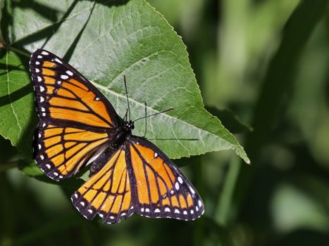A Viceroy butterfly (Limenitis archippus) sitting on a leaf.  It is a co-mimic of the Monarch butterfly. Shot in Kitchener, Ontario, Canada.
