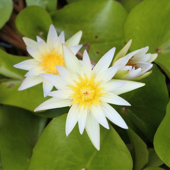 beautiful white lotus blooming with leaves