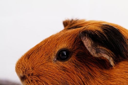 guinea pig head close-up (macro)