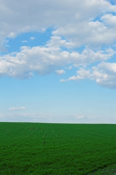 green wheat field under the blue cloudy sky