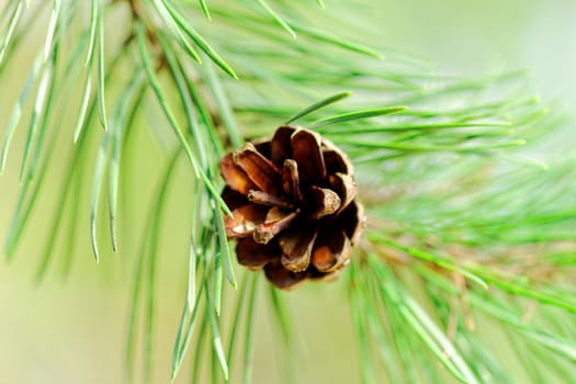 pine cone, on pine branch