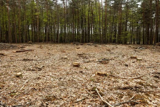 industrial deforestation and logging