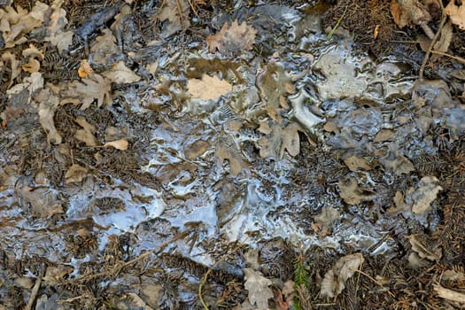 oil pollution on forest land