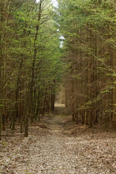 dirt road in the forest