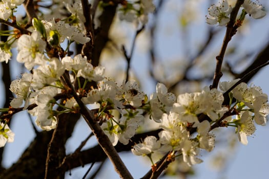 blossom tree with a bee pollination