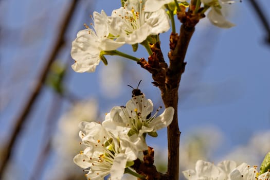 blossom tree with a bee pollination