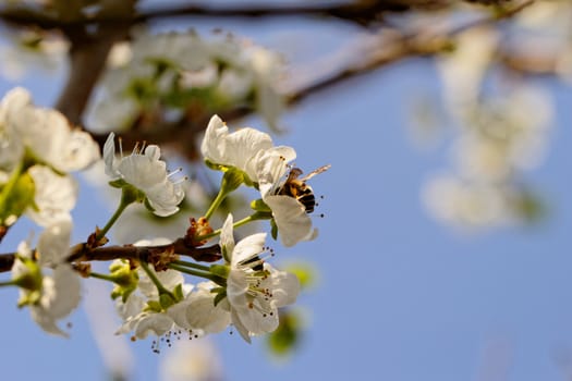 blossom tree with a bee pollination