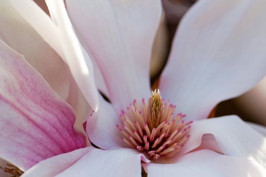 Closeup about a blossom Magnolia tree