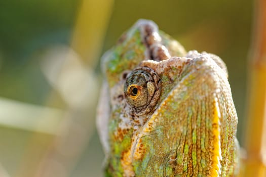 Chameleon on the leaf (Chamaeleo calyptratus)