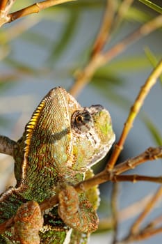 Chameleon on the leaf (Chamaeleo calyptratus)