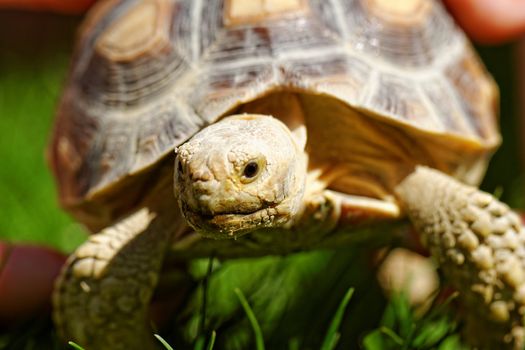 African Spurred Tortoise (Geochelone sulcata) in the garden