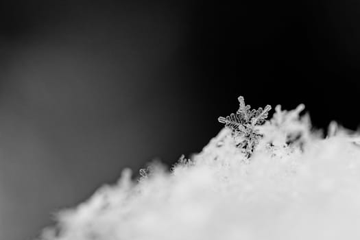 beauty white snowflake crystals on dark background