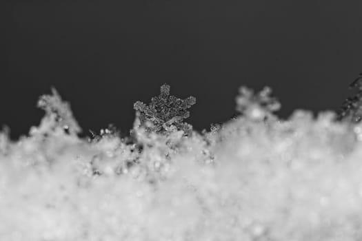 beauty white snowflake crystals on dark background