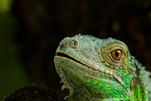 portrait about a green iguana on the tree