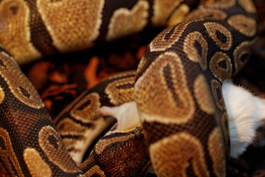 ball python eating one white mouse