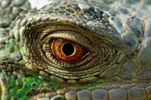 macro of a fantastic green iguana eye