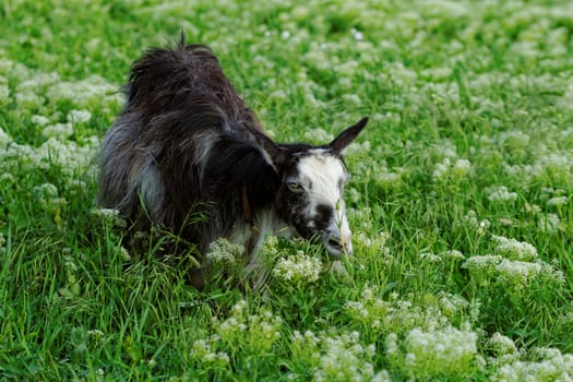 Goats grazing in the meadow