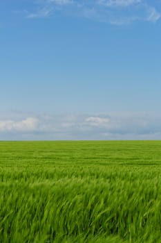 green wheat field under the blue cloudy sky