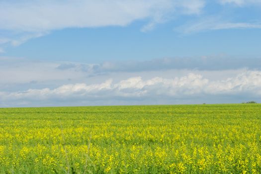 green wheat field under the blue cloudy sky