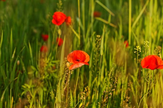 Huge red colored poppy field