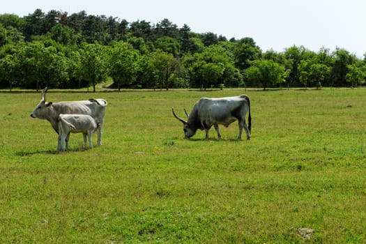 Ruminant Hungarian gray cattle bull on grass