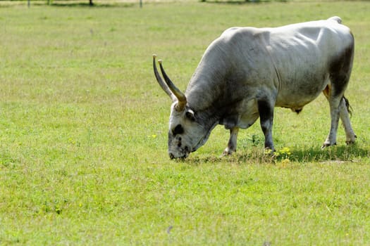 Ruminant Hungarian gray cattle bull on grass