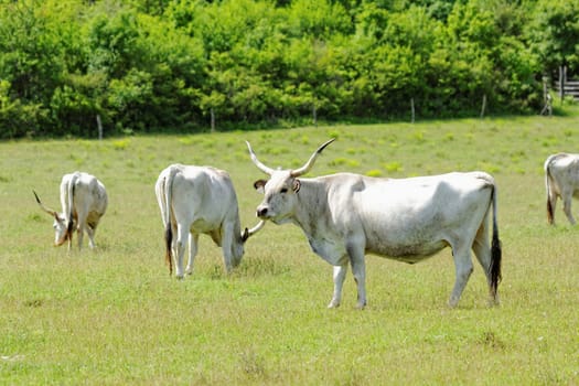 Ruminant Hungarian gray cattle bull on grass