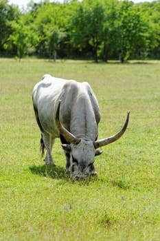 Ruminant Hungarian gray cattle bull on grass