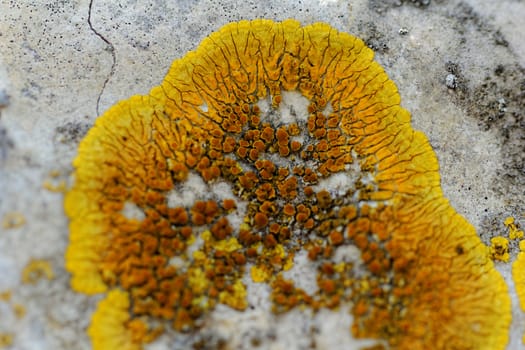 Macro photo of the mushroom on the rocks