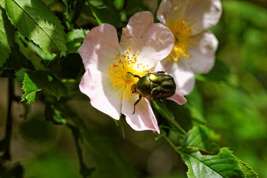 close up about copper flower beetle on flower (Protaetia fieberi)