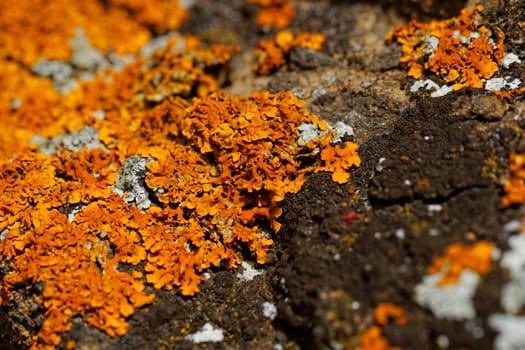 Macro photo of the mushroom on the rocks