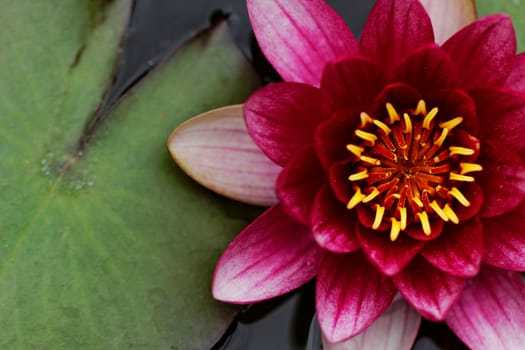 closeup about purple water lily on the small Lake