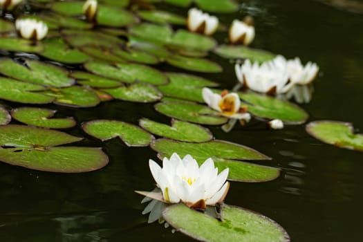 water lily on the small Lake