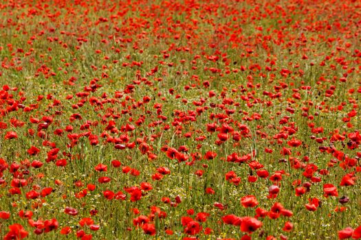 Huge red colored poppy field