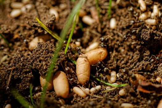 in the anthill moving ants the eggs