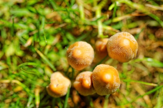 Mushroom growing in the grass